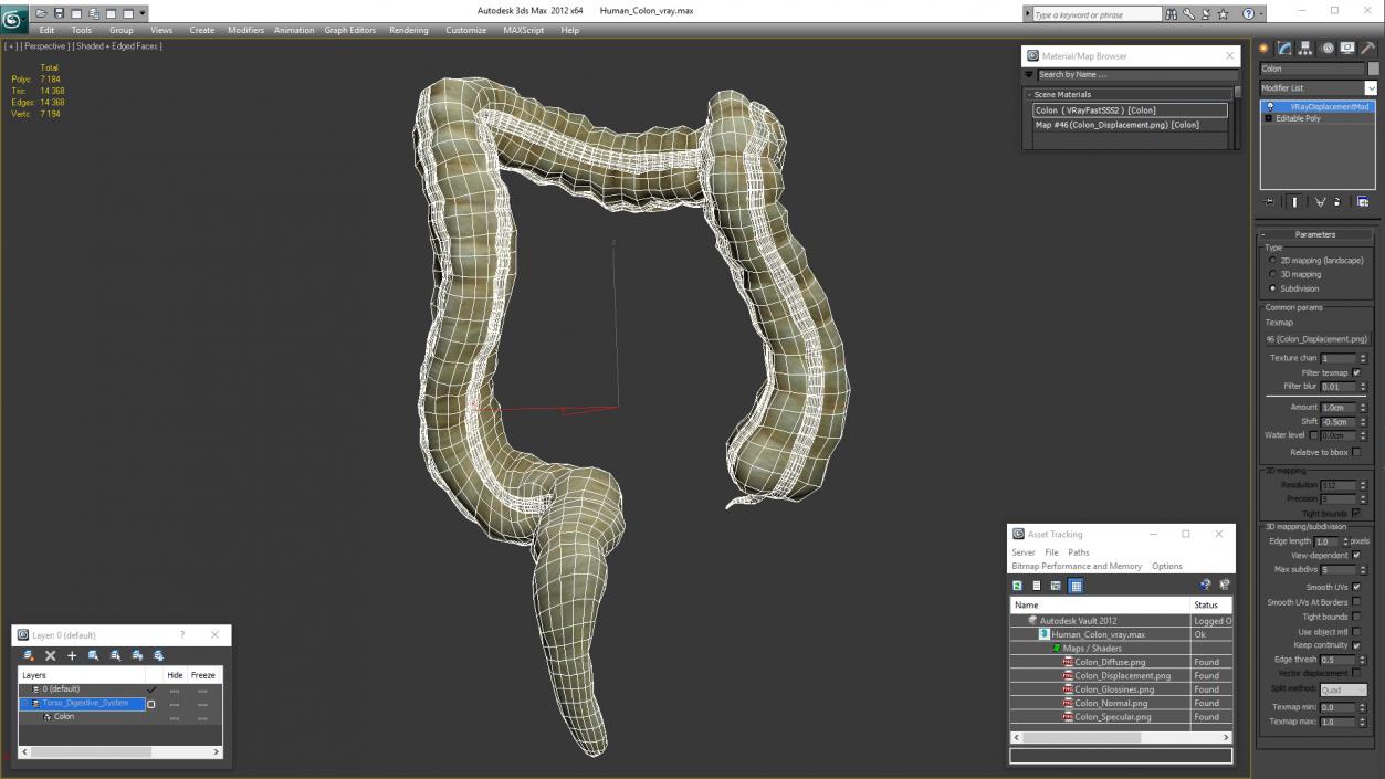 3D Human Colon