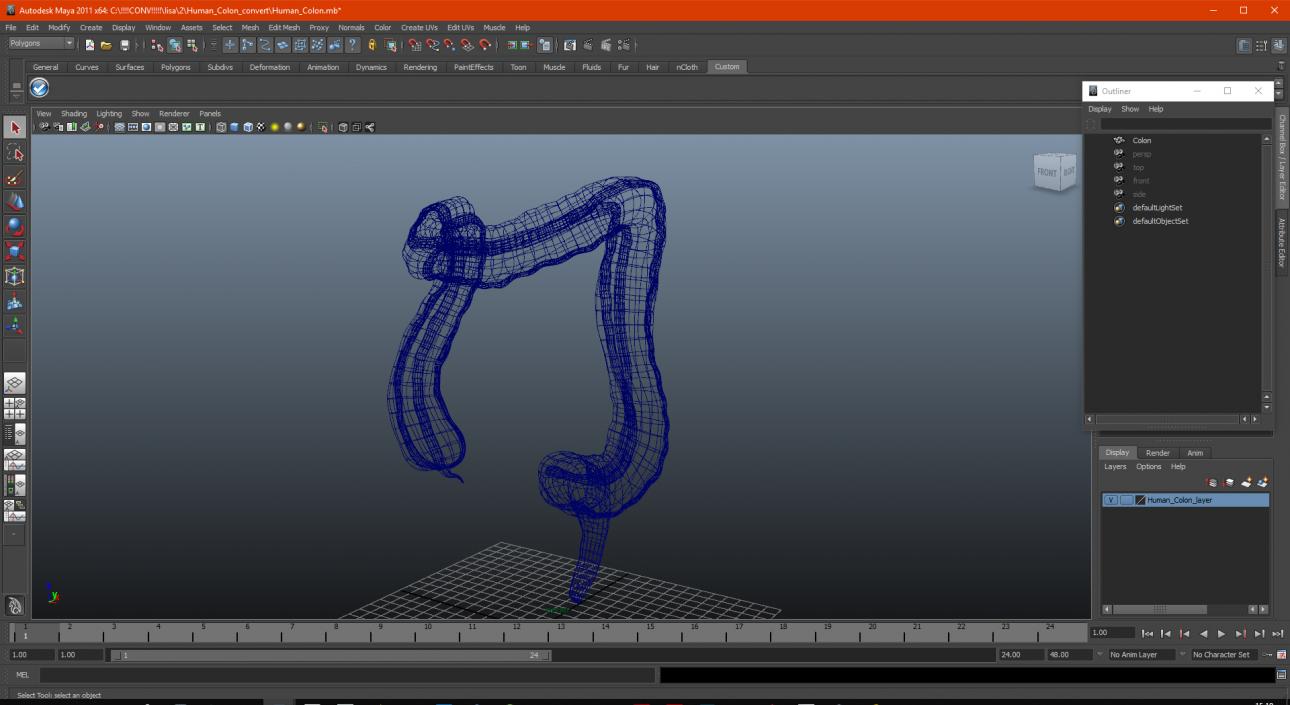 3D Human Colon