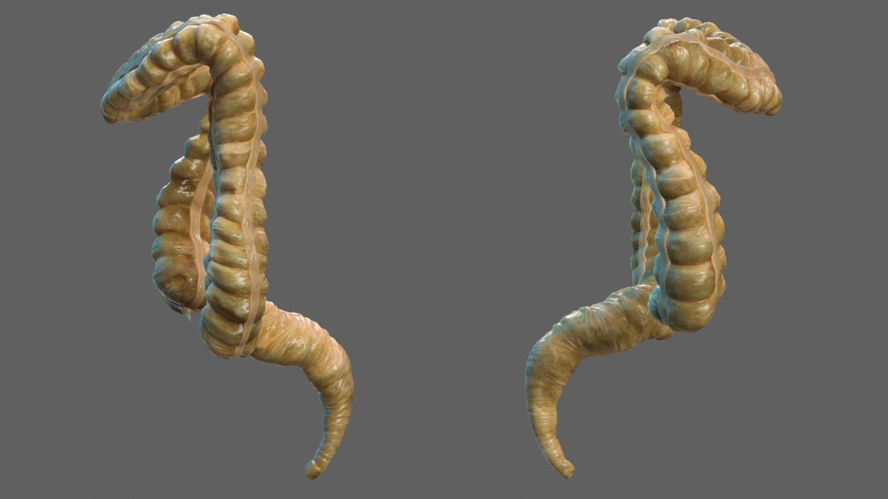 3D Human Colon