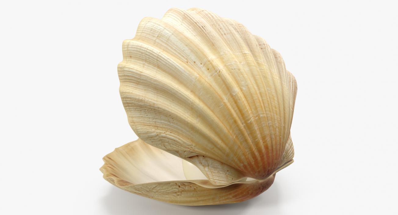 3D Sea Shells Collection 2 model