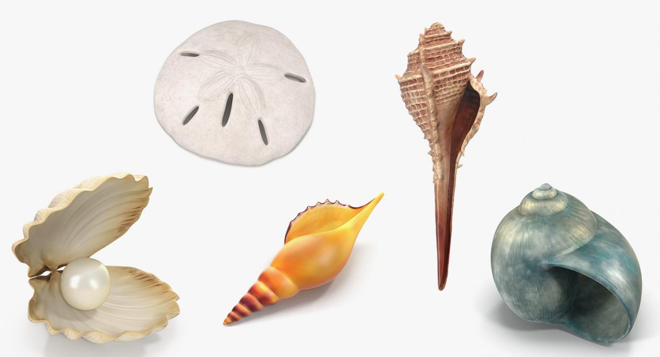 3D Sea Shells Collection 2 model