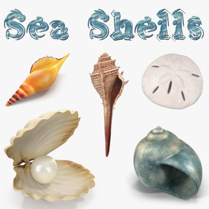 3D Sea Shells Collection 2 model