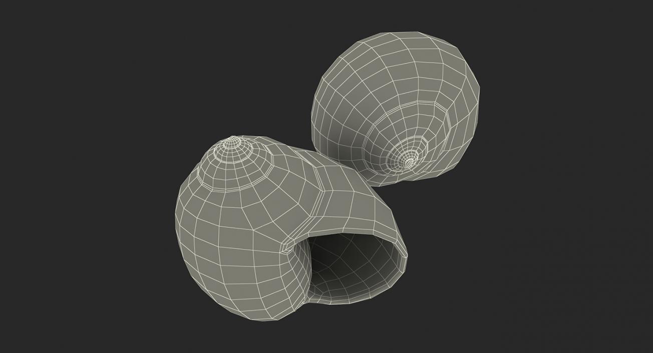 3D Sea Shells Collection 2 model