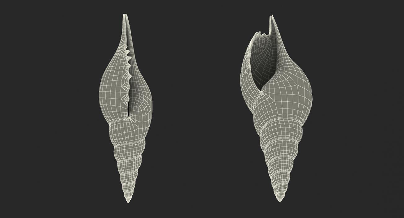 3D Sea Shells Collection 2 model