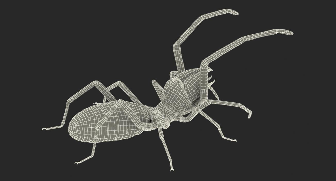 Wind Scorpion Spider with Fur 3D model