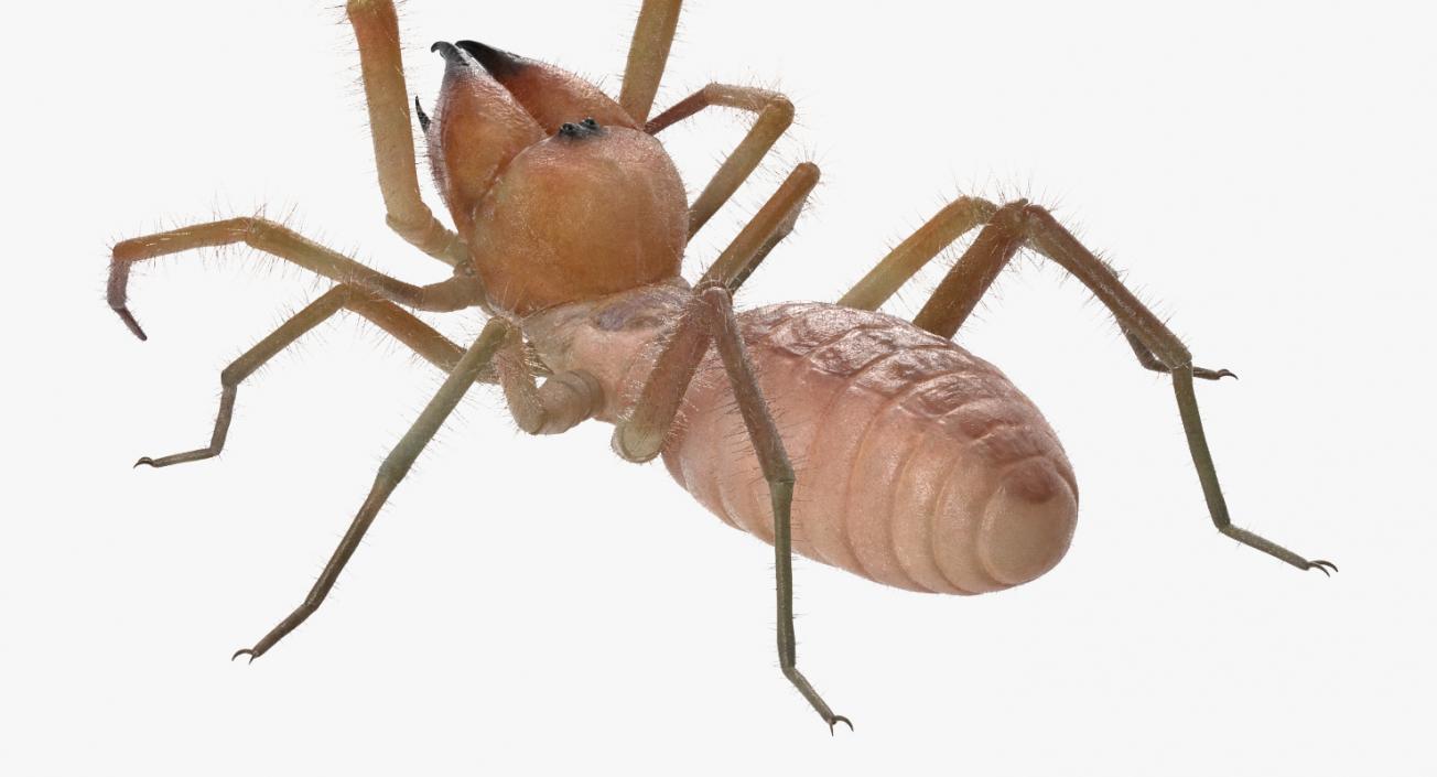 Wind Scorpion Spider with Fur 3D model