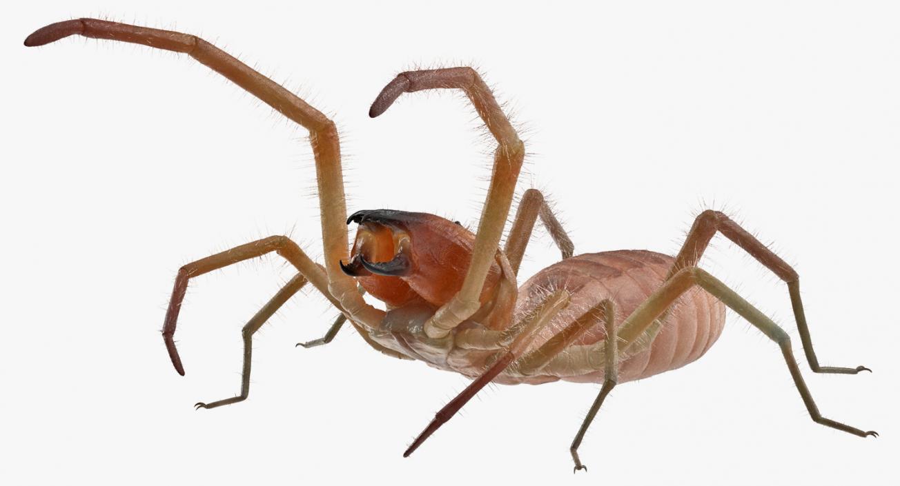 Wind Scorpion Spider with Fur 3D model