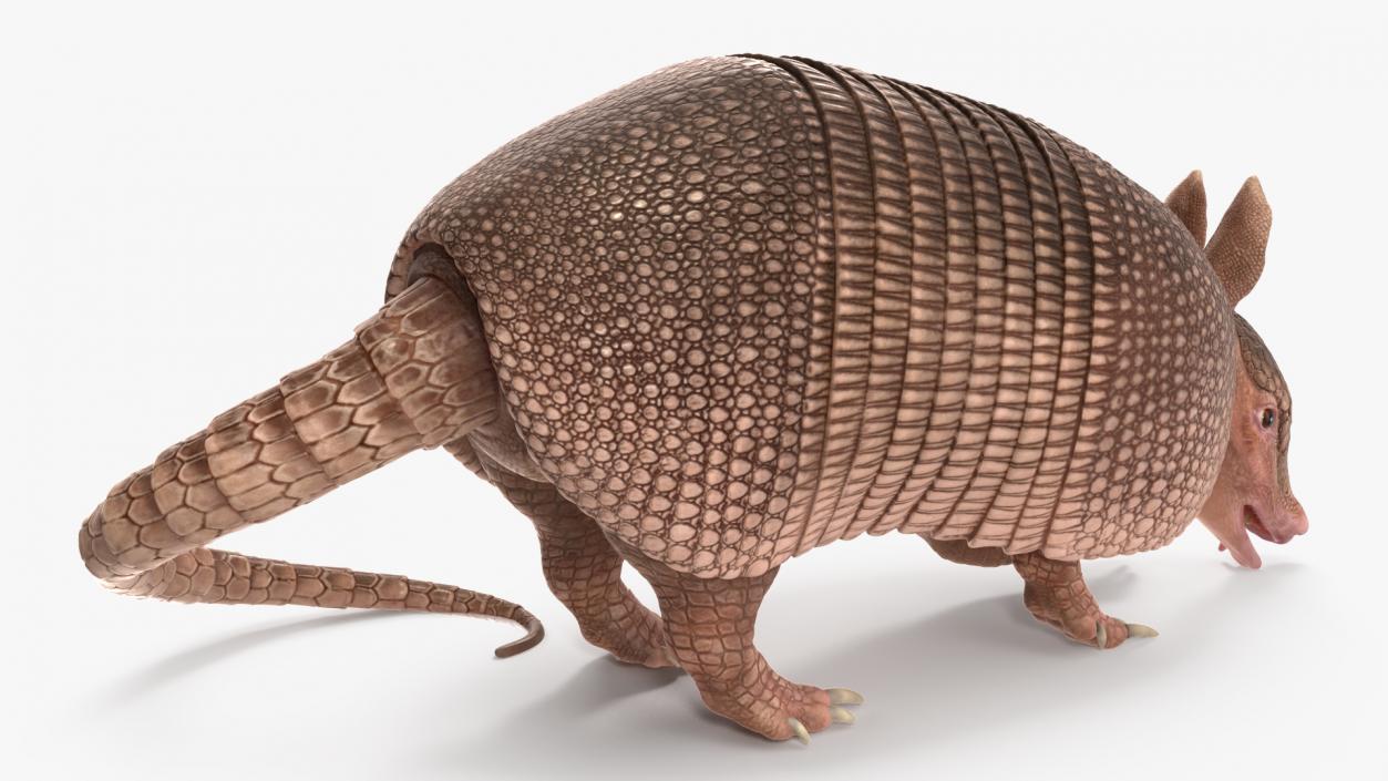 3D Armadillo Pink Rigged