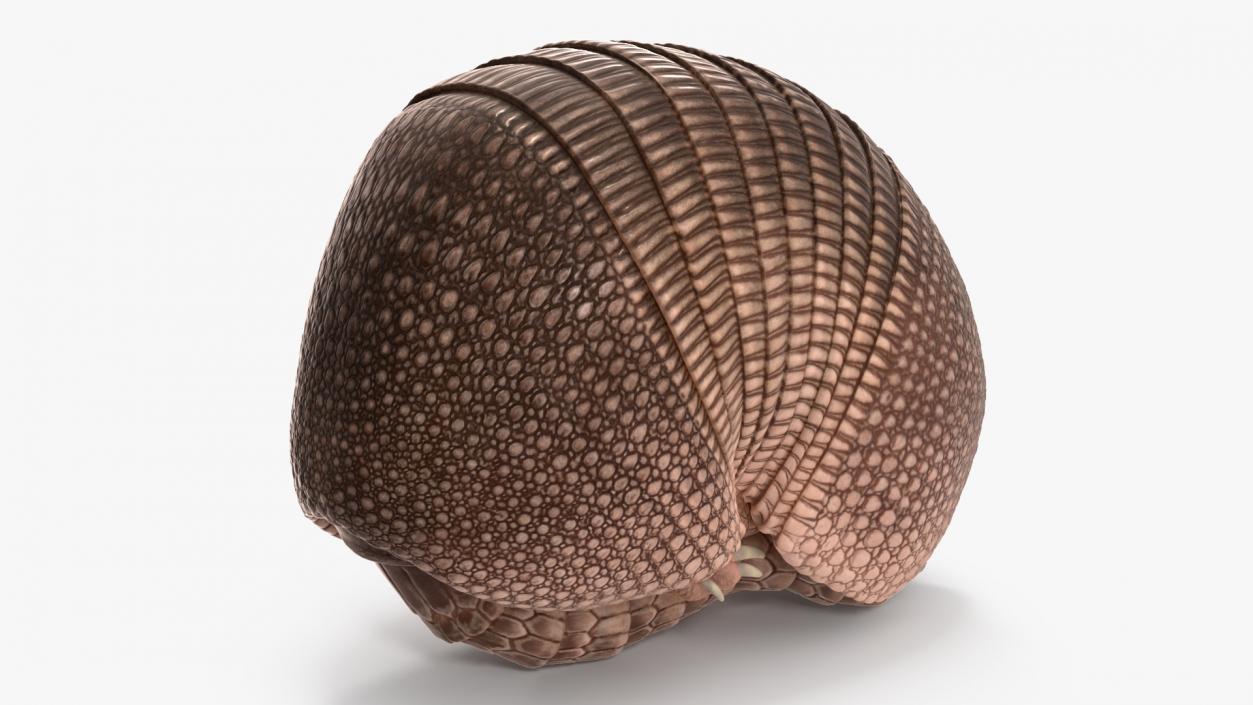 3D Armadillo Pink Rigged