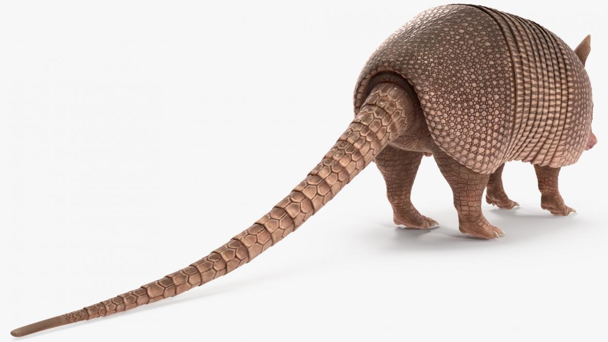 3D Armadillo Pink Rigged