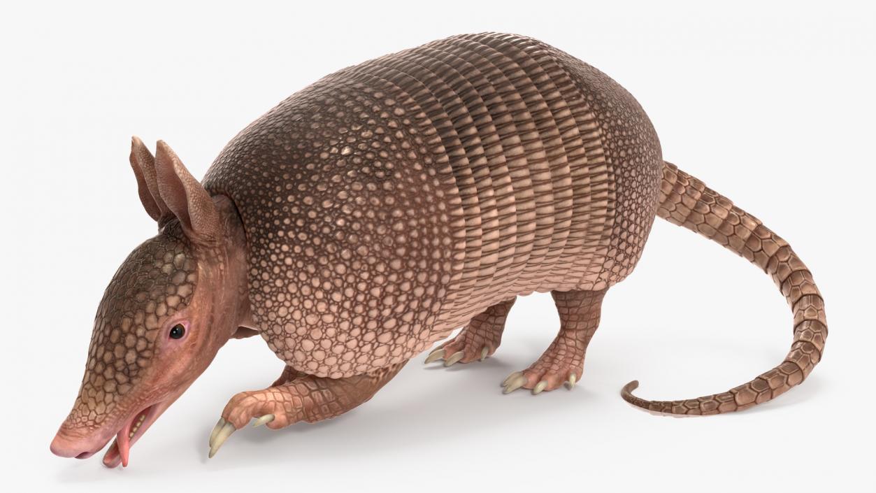 3D Armadillo Pink Rigged