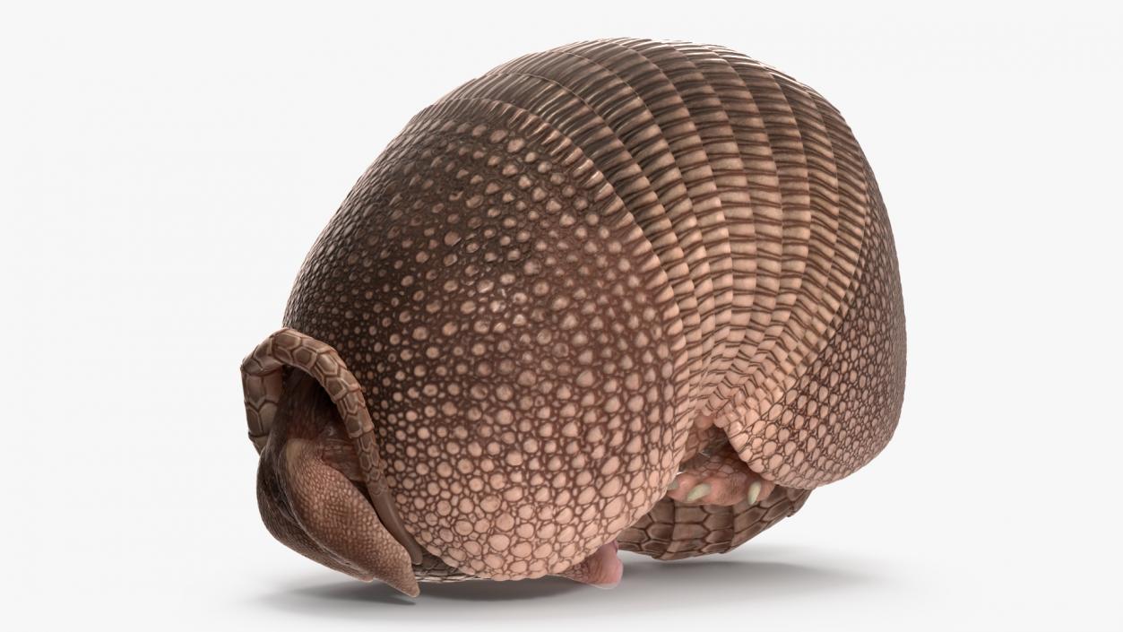 3D Armadillo Pink Rigged