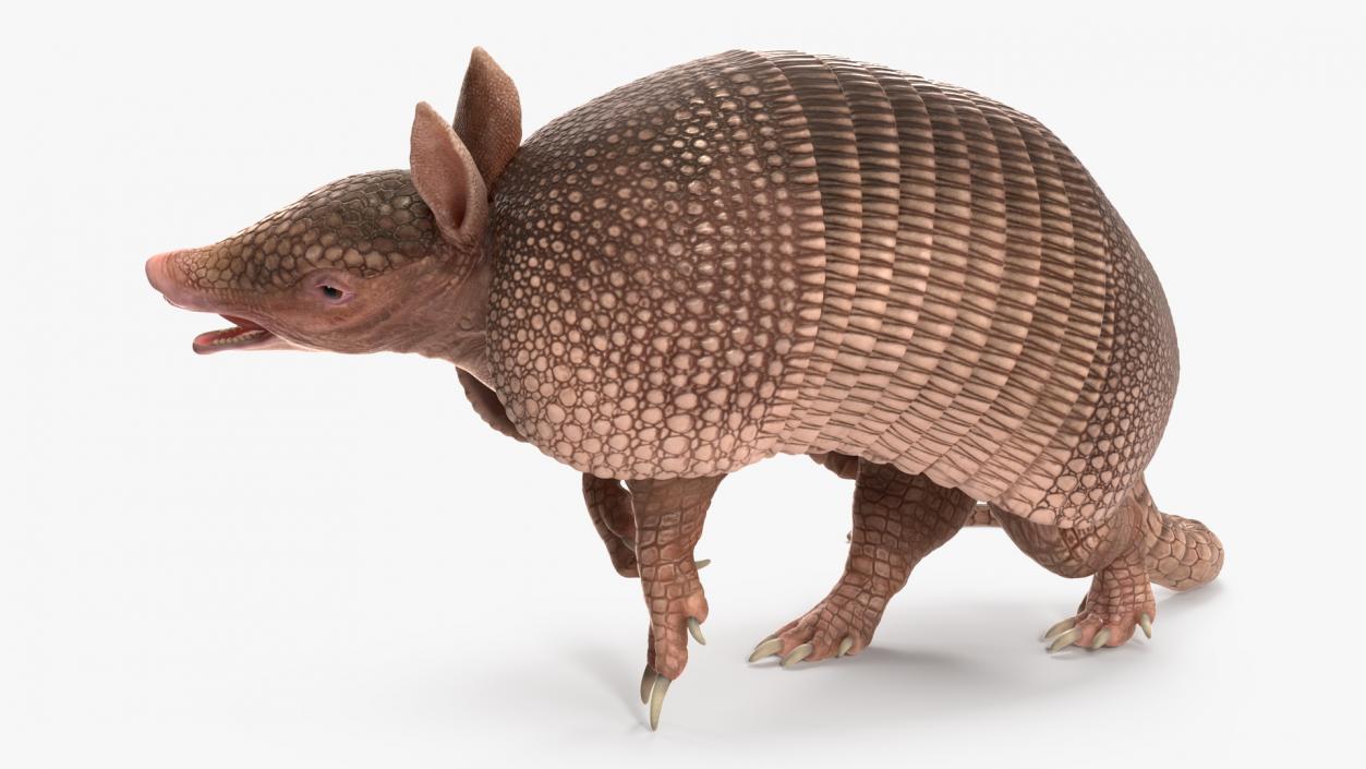 3D Armadillo Pink Rigged