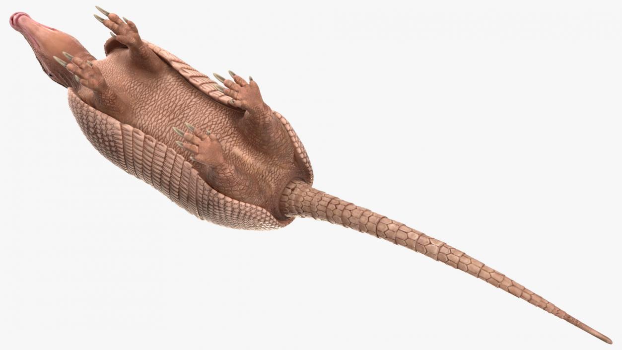 3D Armadillo Pink Rigged