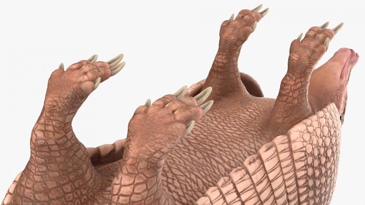 3D Armadillo Pink Rigged