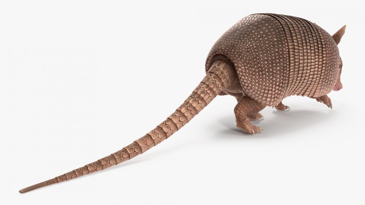 3D Armadillo Pink Rigged