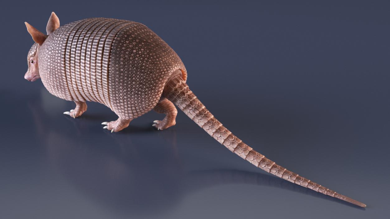 3D Armadillo Pink Rigged