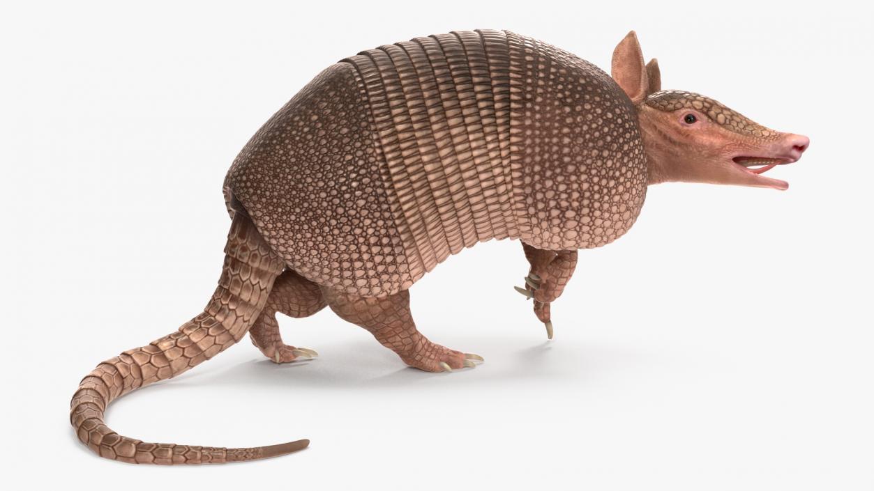 3D Armadillo Pink Rigged