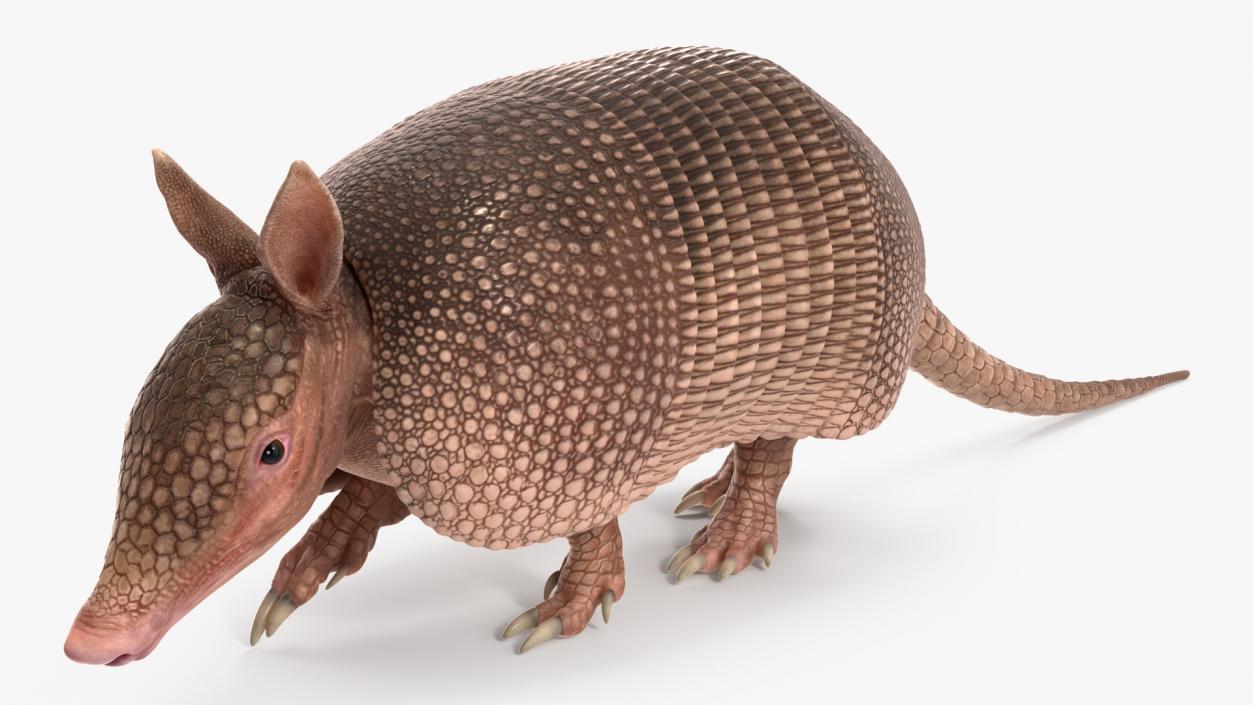 3D Armadillo Pink Rigged