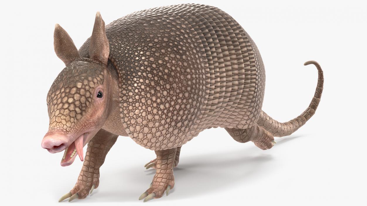 3D Armadillo Pink Rigged