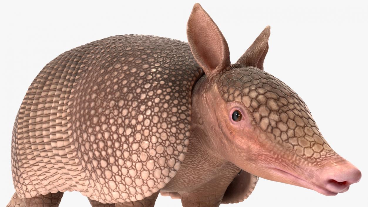 3D Armadillo Pink Rigged