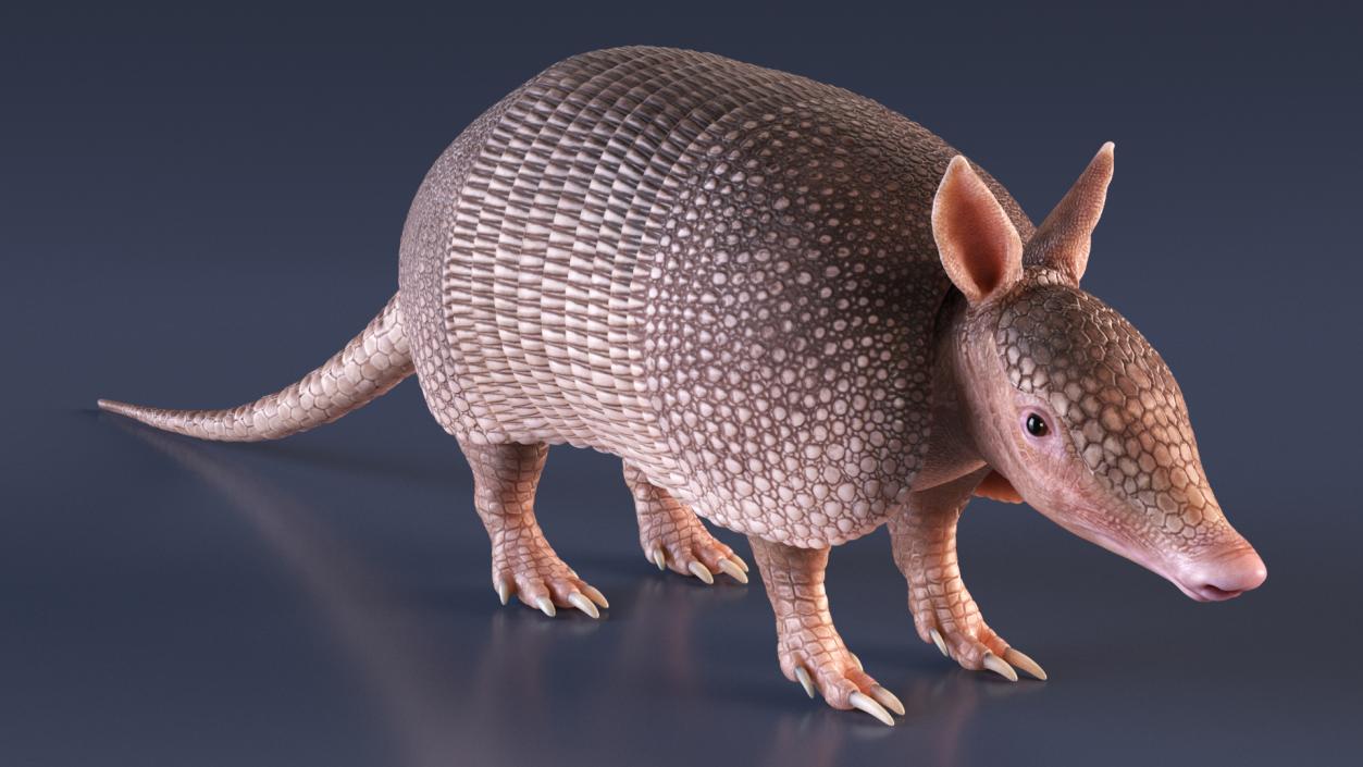 3D Armadillo Pink Rigged