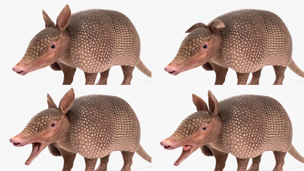 3D Armadillo Pink Rigged