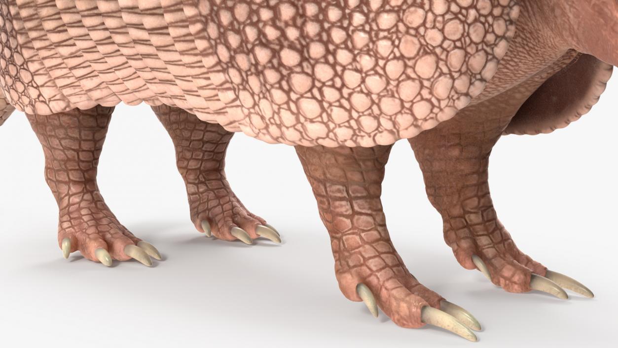 3D Armadillo Pink Rigged