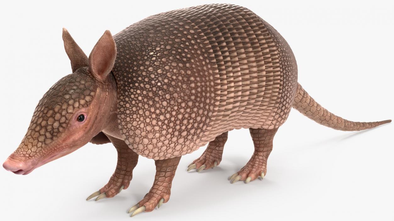 3D Armadillo Pink Rigged