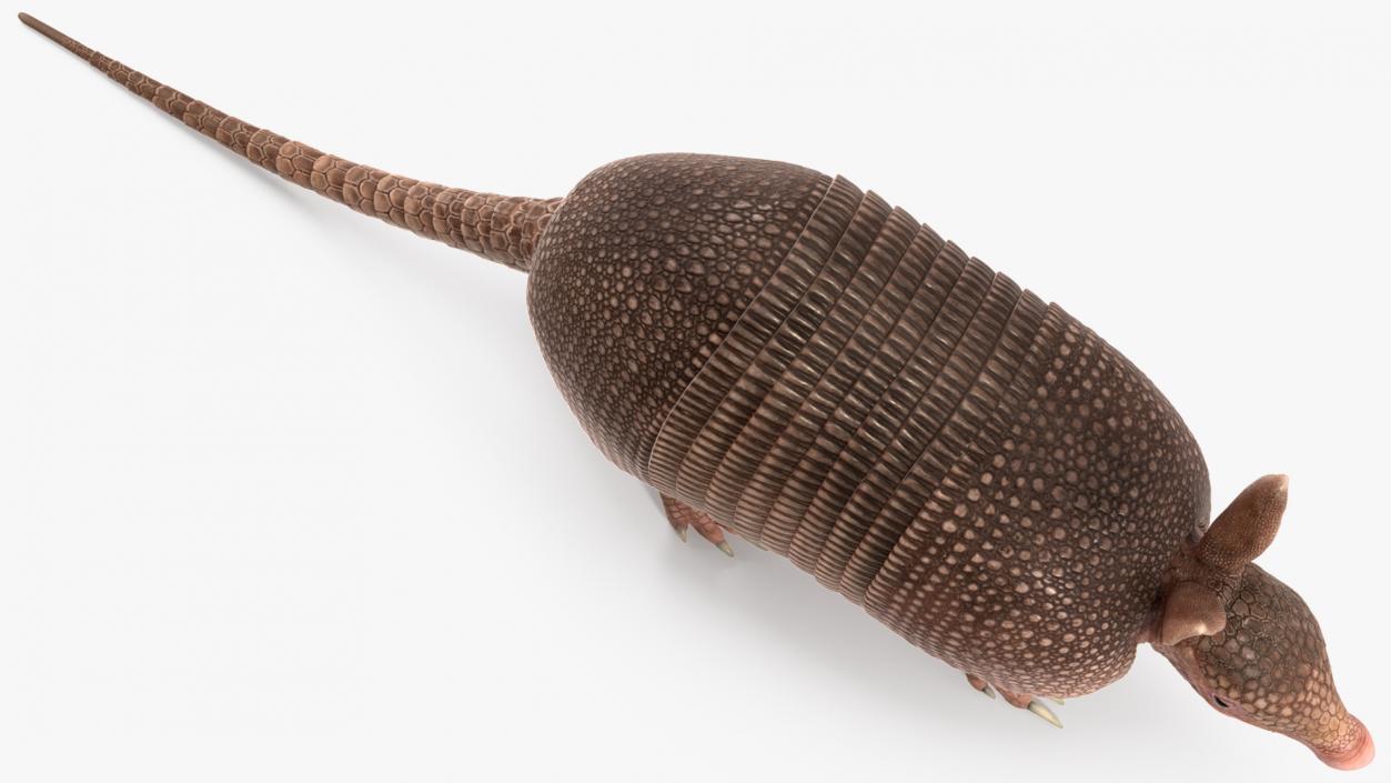 3D Armadillo Pink Rigged