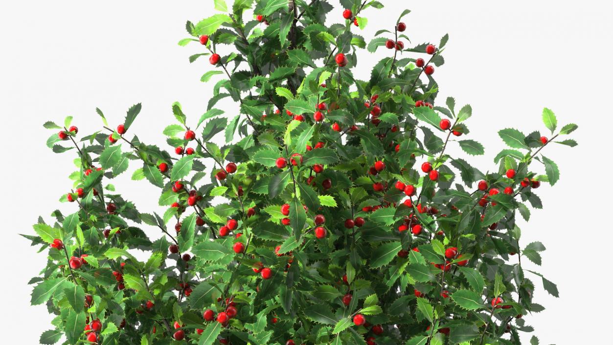 3D Holly Tree with Berries model