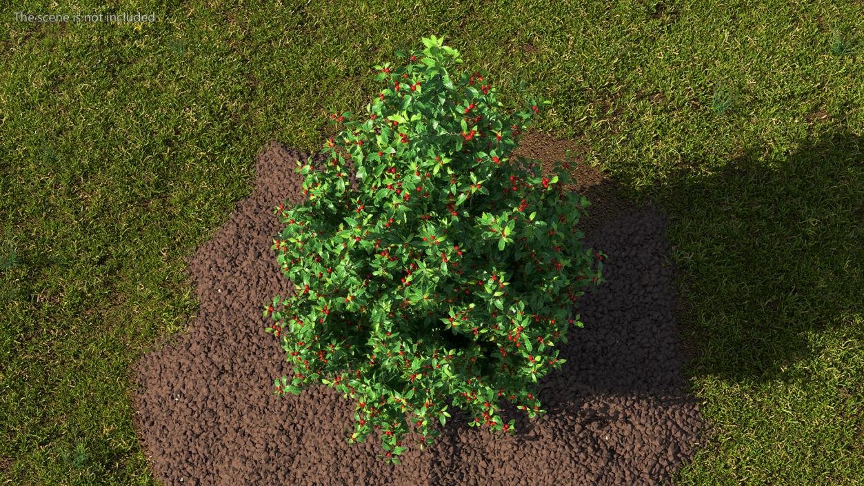 3D Holly Tree with Berries model