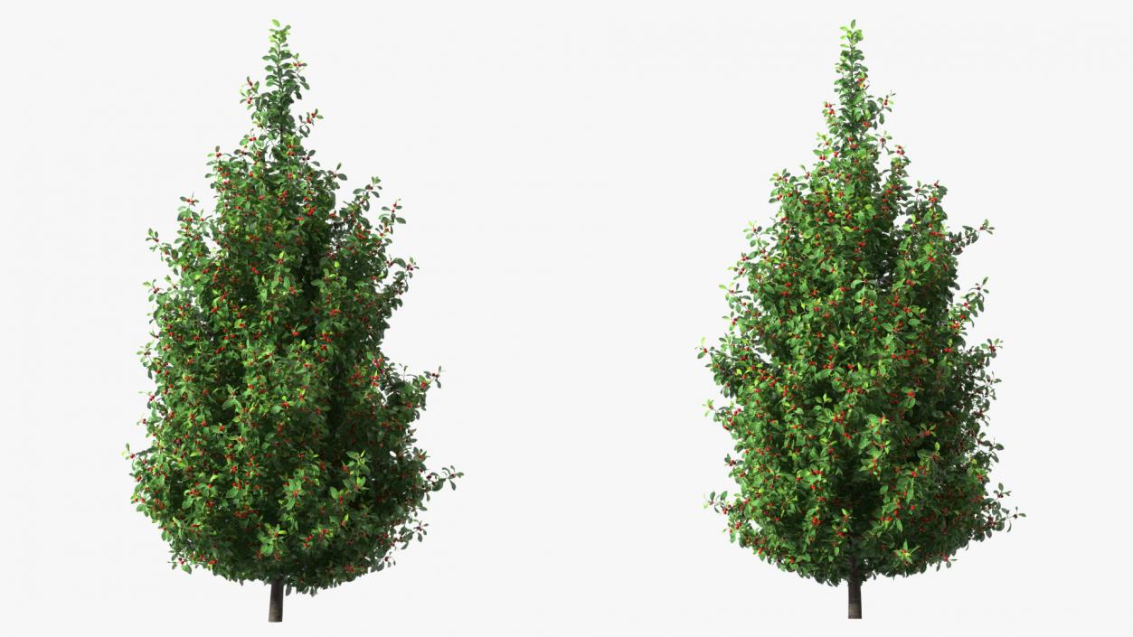 3D Holly Tree with Berries model