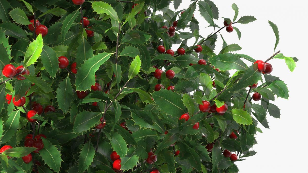 3D Holly Tree with Berries model