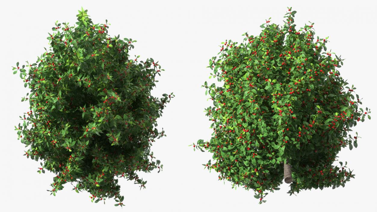 3D Holly Tree with Berries model