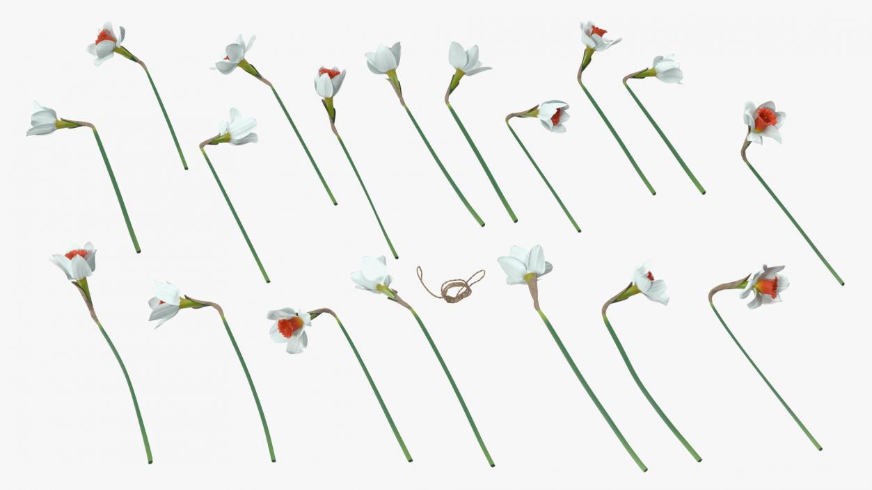 3D Bouquet of Narcissus Flowers model