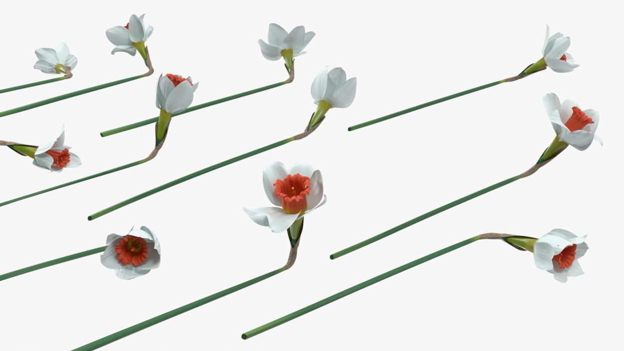 3D Bouquet of Narcissus Flowers model