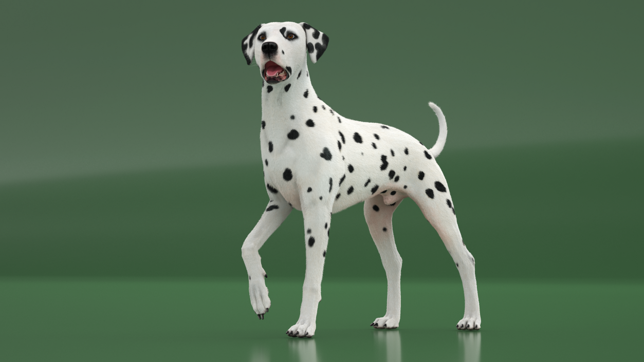 3D Dalmatian Dog Standing Pose Fur