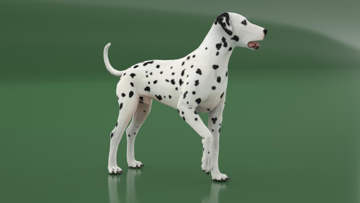 3D Dalmatian Dog Standing Pose Fur