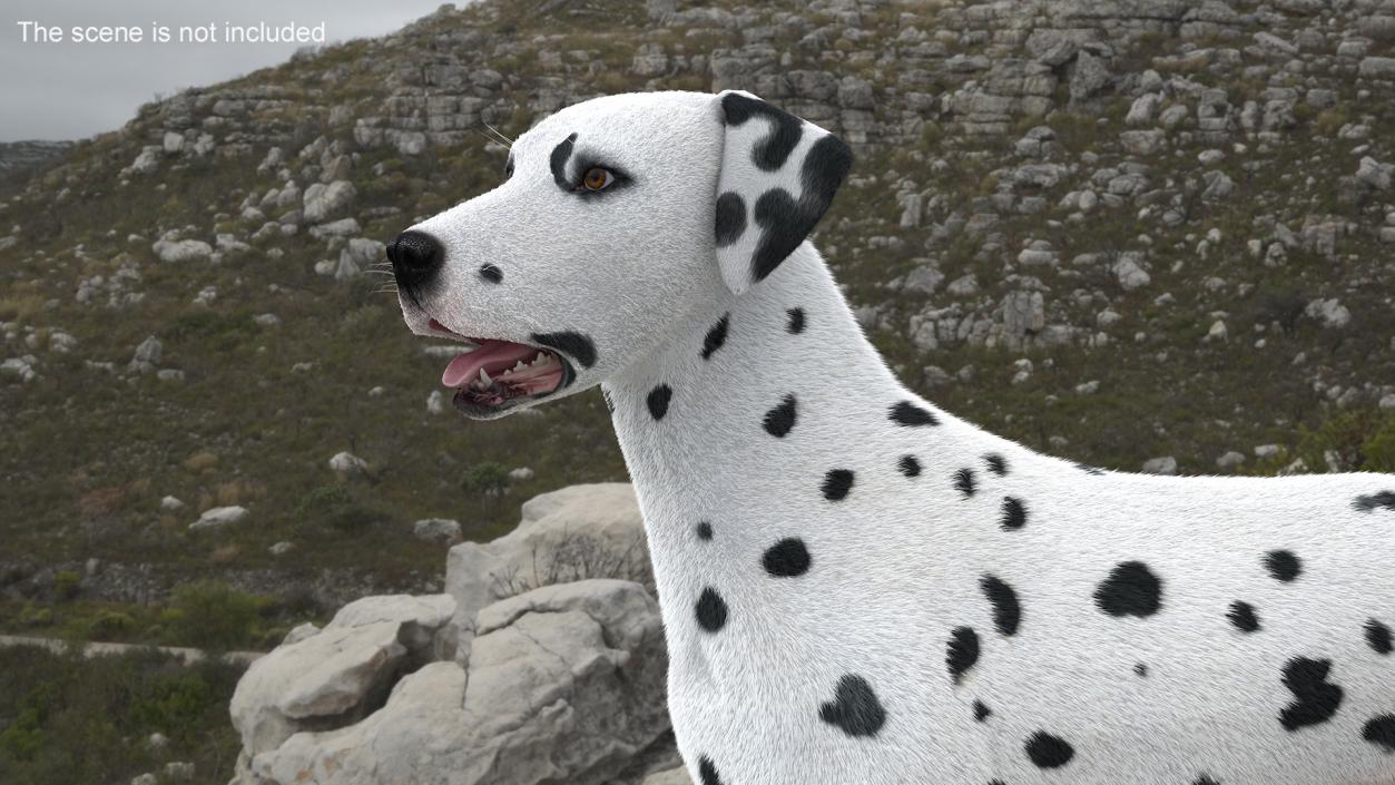 3D Dalmatian Dog Standing Pose Fur