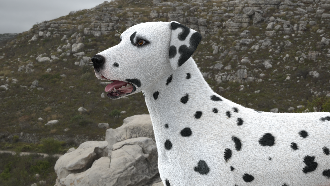 3D Dalmatian Dog Standing Pose Fur