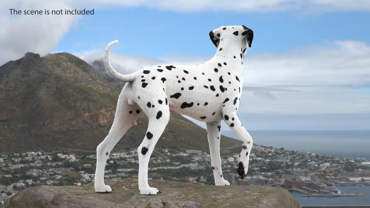 3D Dalmatian Dog Standing Pose Fur