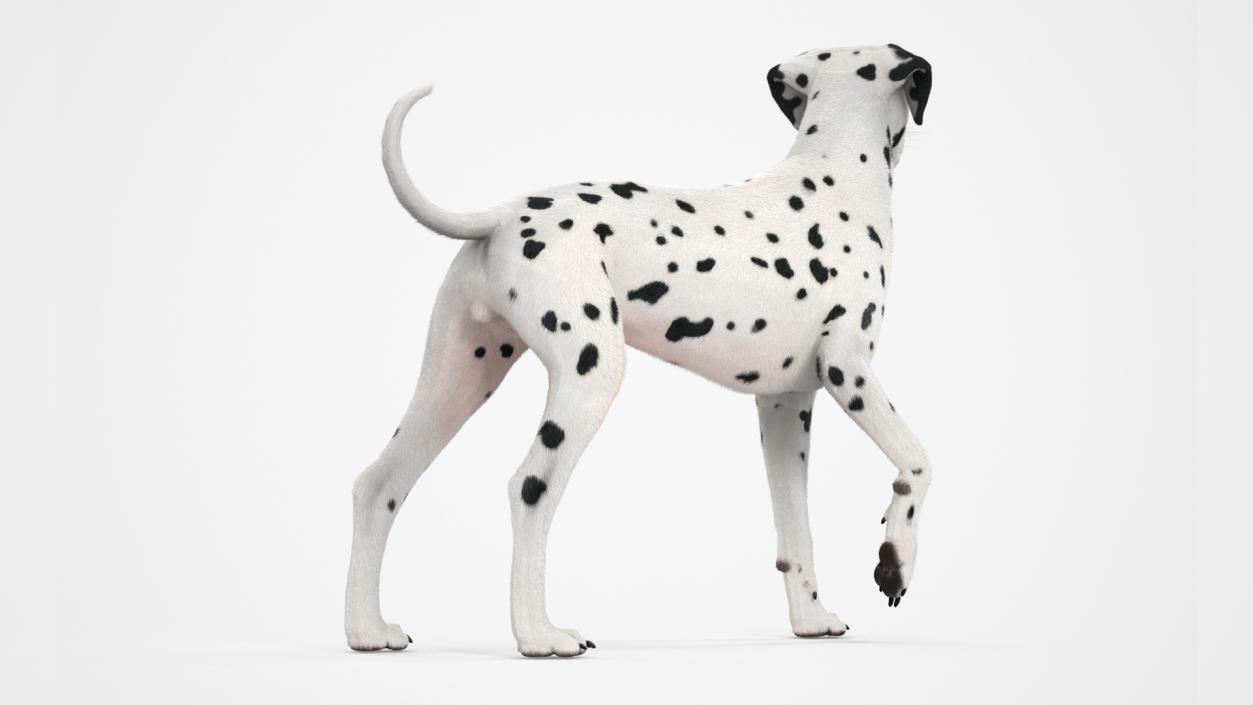 3D Dalmatian Dog Standing Pose Fur