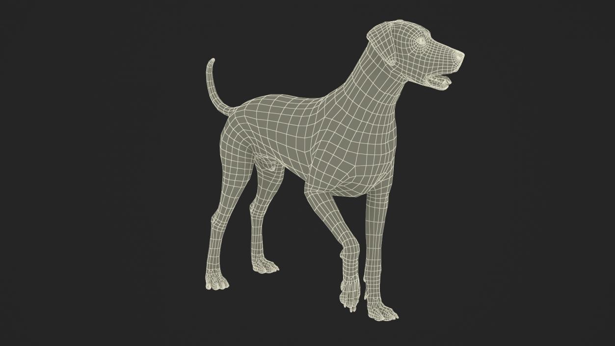 3D Dalmatian Dog Standing Pose Fur