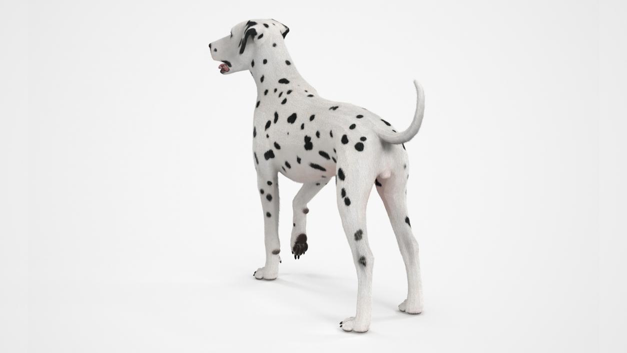 3D Dalmatian Dog Standing Pose Fur