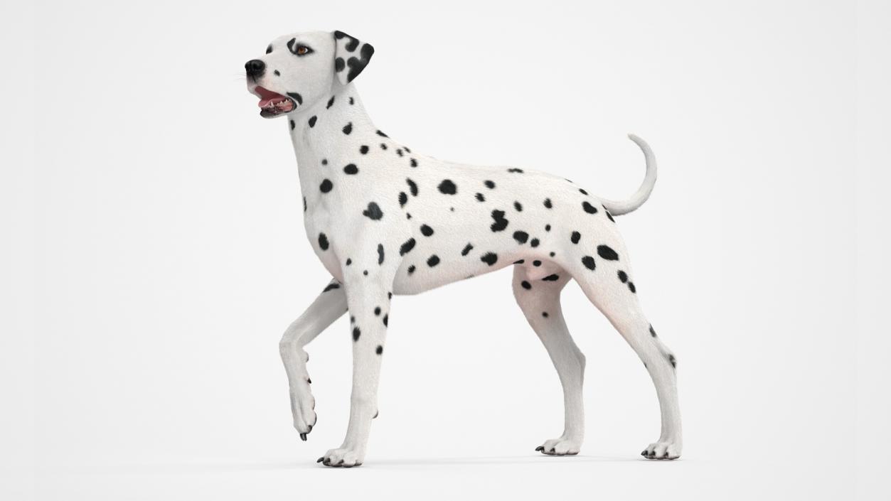 3D Dalmatian Dog Standing Pose Fur