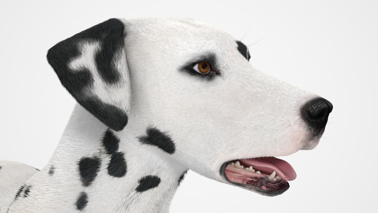 3D Dalmatian Dog Standing Pose Fur