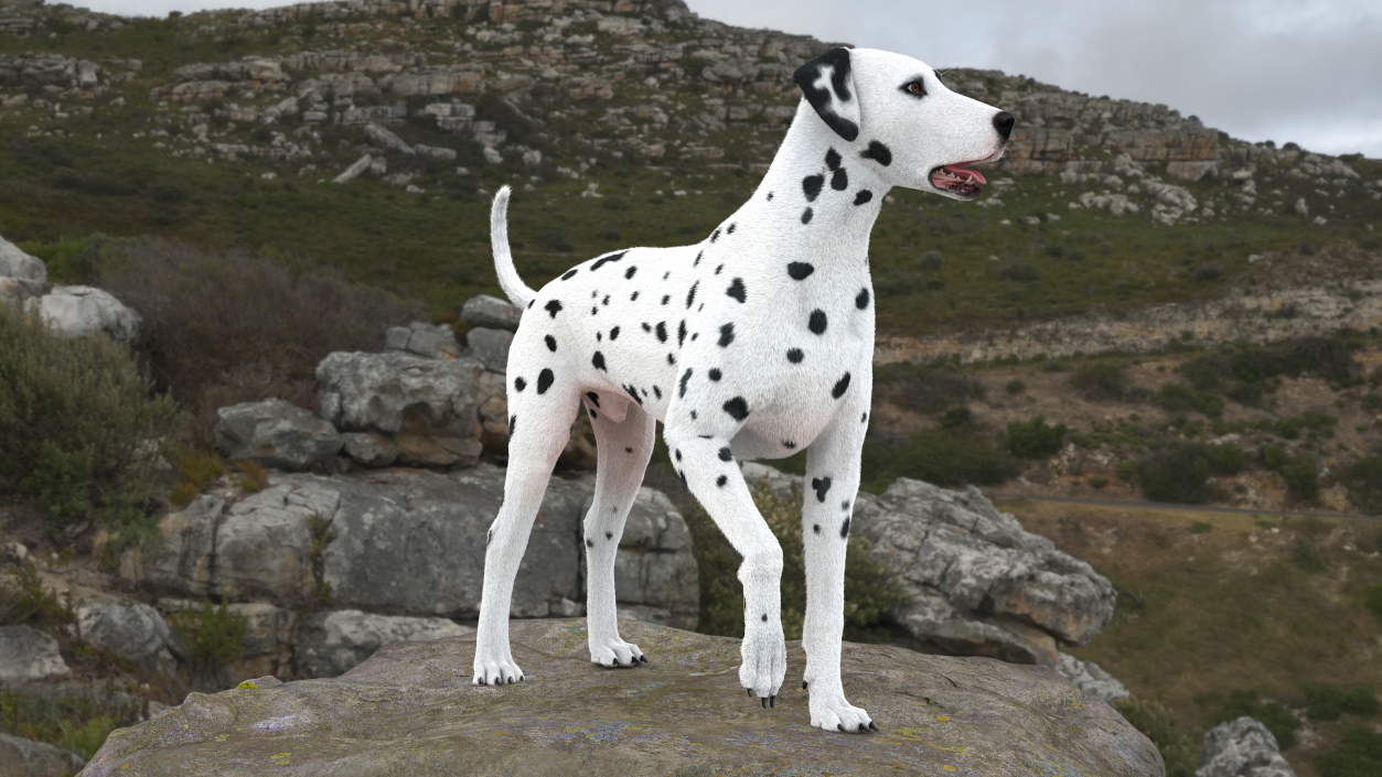 3D Dalmatian Dog Standing Pose Fur