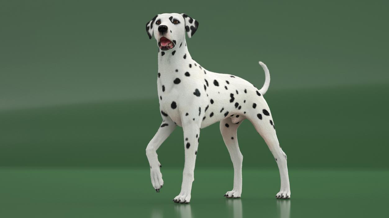 3D Dalmatian Dog Standing Pose Fur