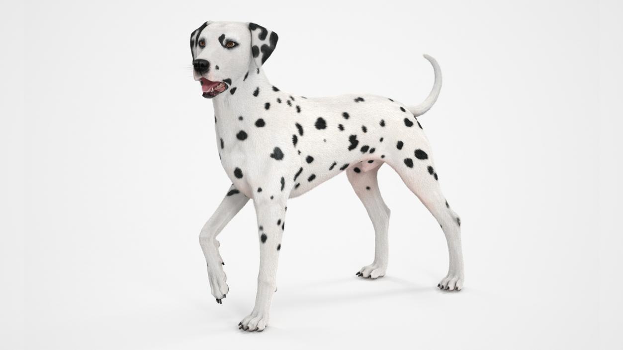 3D Dalmatian Dog Standing Pose Fur